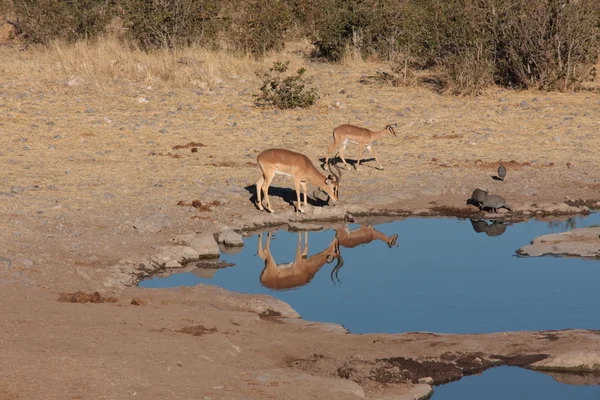 Impala in Etosha — Stock Photo, Image