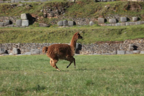 Correndo Llama — Fotografia de Stock