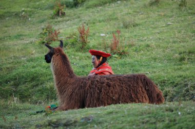 Llama Herder in Peru clipart
