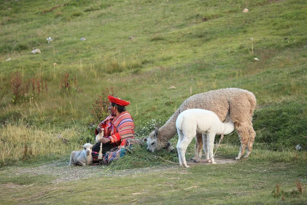 Lama herder v peru — Stock fotografie