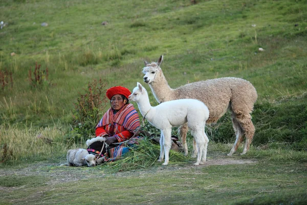 Lamy Herdera w peru — Zdjęcie stockowe