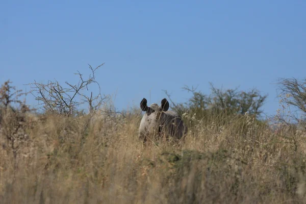 Rhino in Etosha — Stock Photo, Image