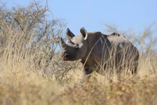 Nosorożca w etosha — Zdjęcie stockowe