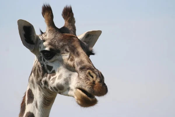 Una giraffa nella Masai Mara — Foto Stock