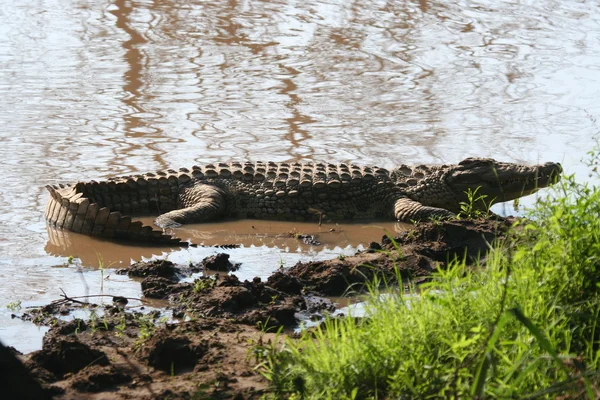 Een krokodil in de mara rivier — Stockfoto