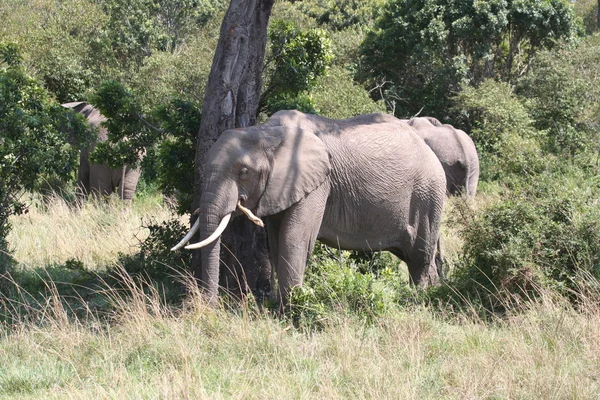 Elefante na Masai Mara — Fotografia de Stock