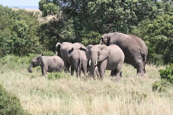 Elefante en el Masai Mara — Foto de Stock