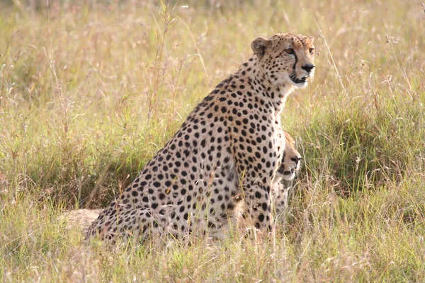 Cheetah na savana — Fotografia de Stock