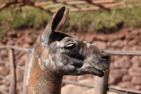 Llama em Peru — Fotografia de Stock