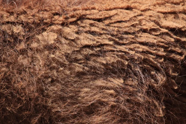 Llama Fur — Stock Photo, Image