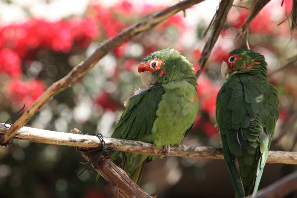 Papuga — Zdjęcie stockowe