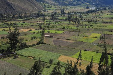 Tarım: peru