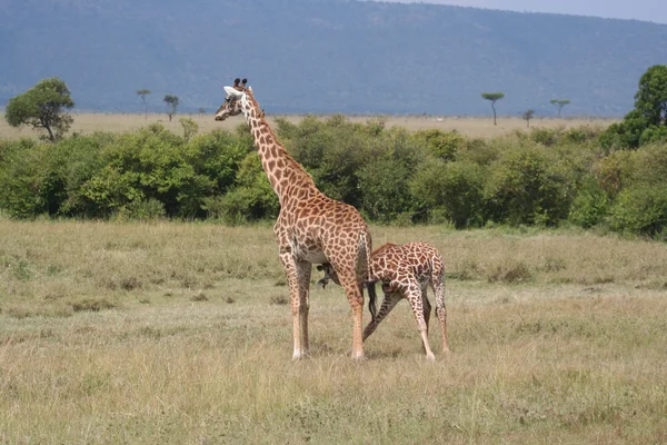 Giraff i masai mara — Stockfoto