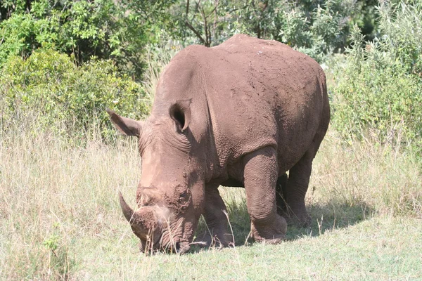 Rhino in the Masai Mara — Stock Photo, Image
