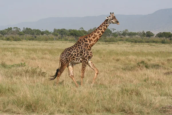 Жираф в Масаи-маре — стоковое фото