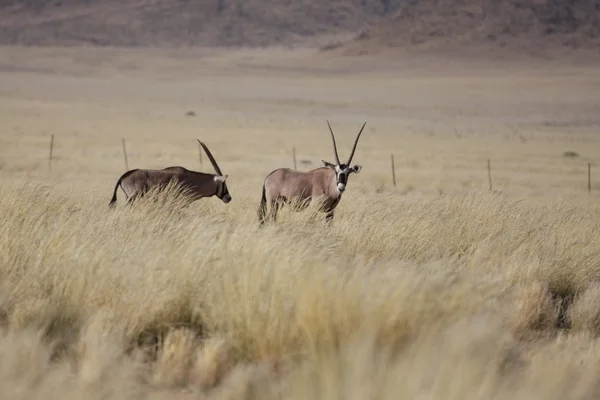 Antilope dell'orice — Foto Stock