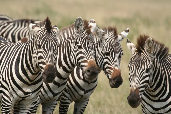 Zebra 's — Stockfoto