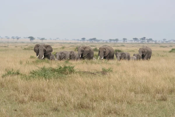 Olifanten in de masai mara — Stockfoto