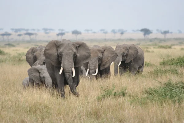 Elefanter i masai mara — Stockfoto