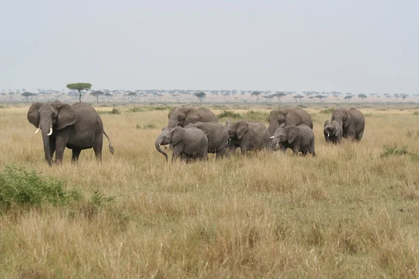 Elefantes en el Masai Mara — Foto de Stock