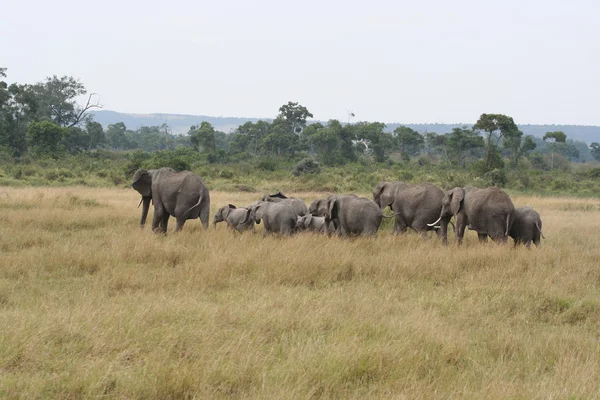 Elefantes en el Masai Mara — Foto de Stock