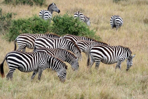 Zebrák a masai marában — Stock Fotó