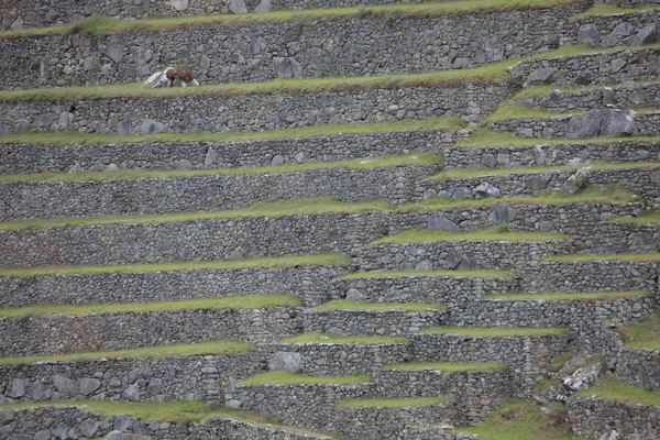 Machu Picchu เมืองที่ซ่อนอยู่ในเทือกเขาแอนดิส — ภาพถ่ายสต็อก