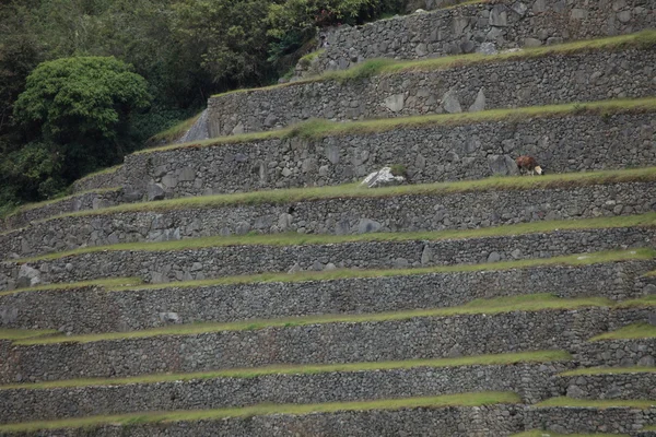 Machu Picchu the hidden inca city in the andes — Stock Photo, Image