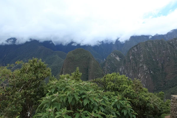Džungle v Andách — Stock fotografie