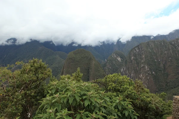 A selva nos andes — Fotografia de Stock