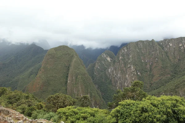 The Jungle in the Andes — Stock Photo, Image