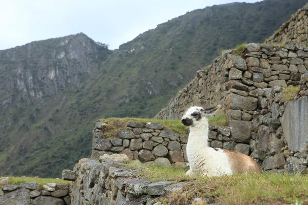 Llama en Machu Picchu — Foto de Stock