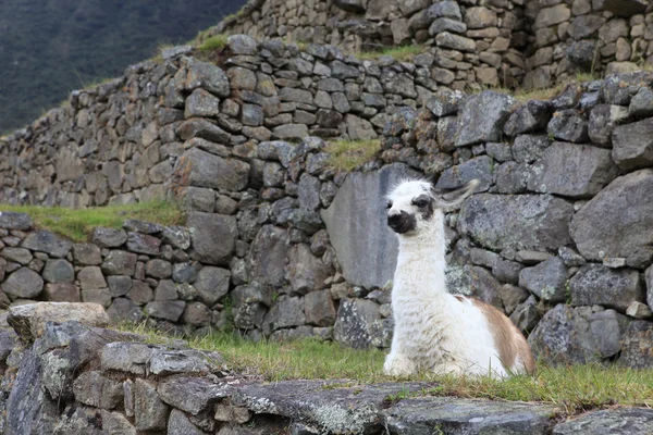 Llama in Machu Picchu — Stock Photo, Image