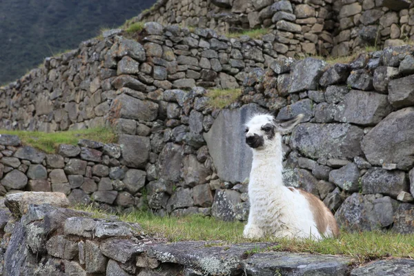 Lama in machu picchu — Stockfoto