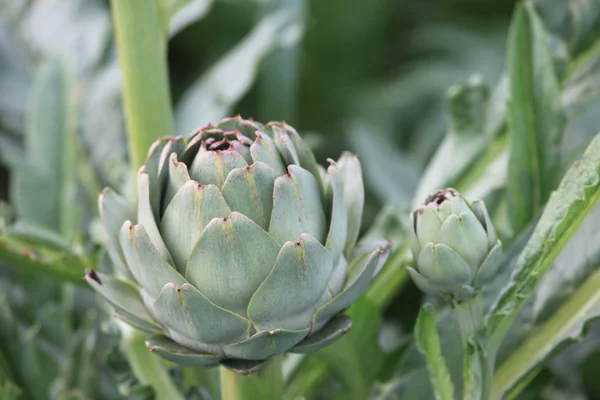 Artichokes — Stock Photo, Image