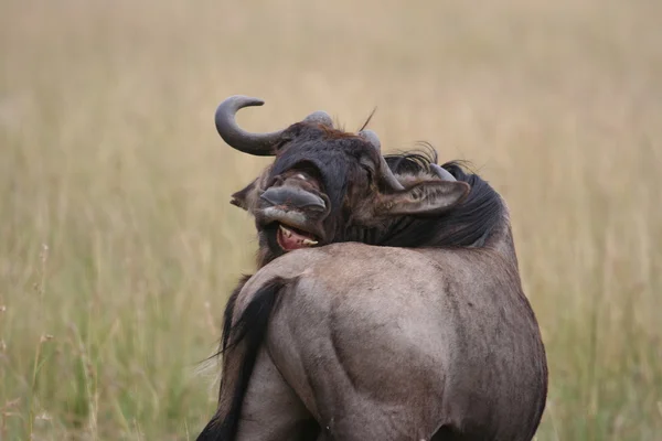 GNU μετανάστευση Κένυα — Φωτογραφία Αρχείου