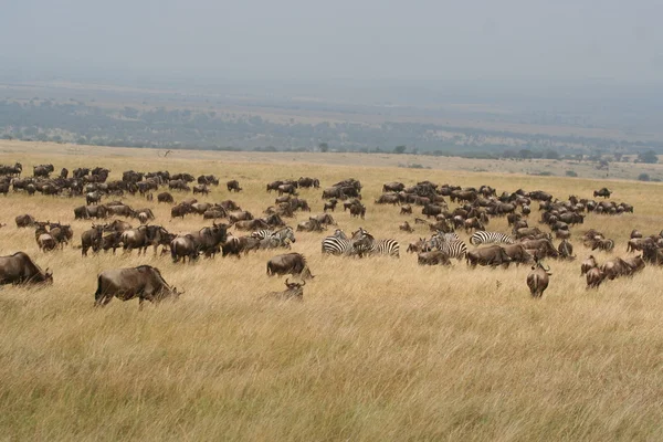 GNU migracji Kenii — Zdjęcie stockowe