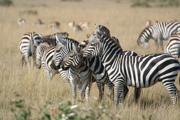 Cebras en la mara masai — Foto de Stock