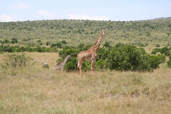 Giraffa nella Masai Mara — Foto Stock