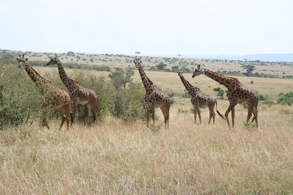 Giraffe in der Masai Mara — Stockfoto