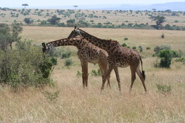 Giraffe in the Masai Mara — Stock fotografie