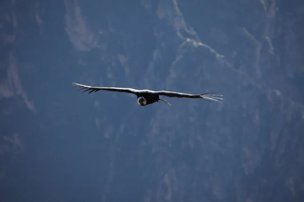 Condor andino no desfiladeiro de Colca — Fotografia de Stock