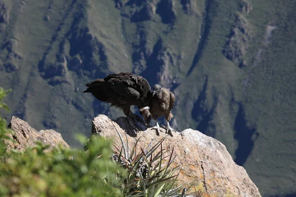Andean Condor in the Colca Canyon — Stock Photo, Image