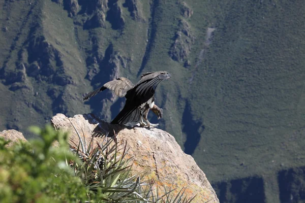 Condor andino nel Canyon del Colca — Foto Stock