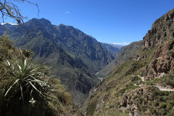 秘鲁科尔察峡谷 — 图库照片