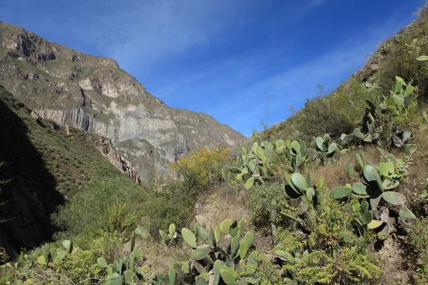 Colca canyon i Peru — Stockfoto