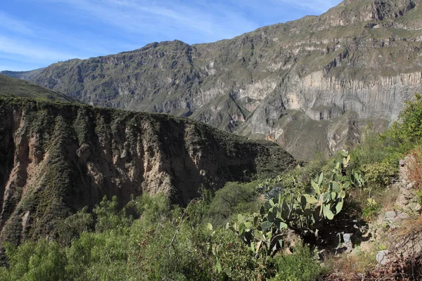 Peru 'daki Colca Kanyonu — Stok fotoğraf