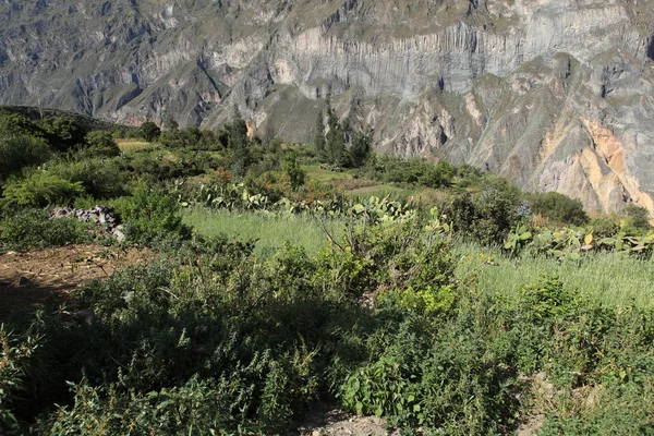 Wieś w kanion colca w peru — Zdjęcie stockowe