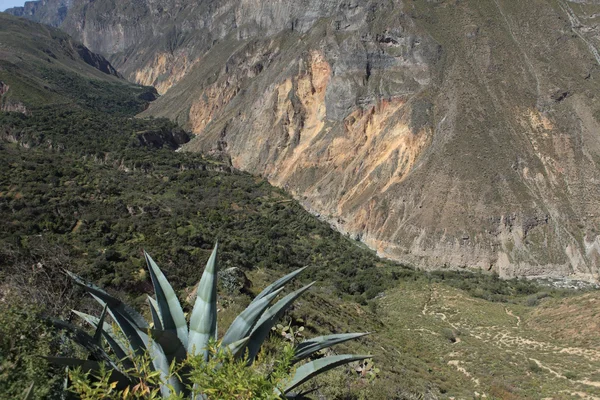 El paisaje del cañón de la colca en perú — Foto de Stock