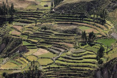 The Colca Canyon in Peru